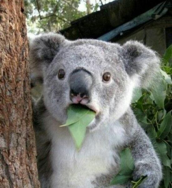 手持1w买不到iphonex在线等来机友损招