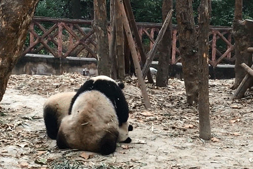 网络媒体走转改讲好文化旅游新故事国宝熊猫大ip这样走向世界