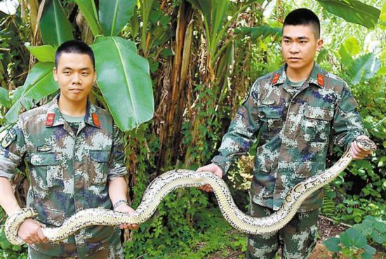 蟒蛇出门乘凉 边防官兵排险--深圳频道--人民网