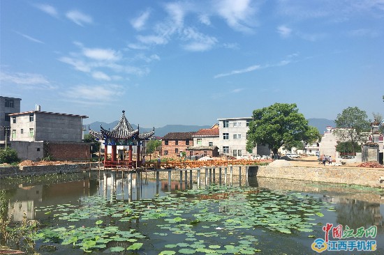 网络媒体永丰行】全国重点网媒聚焦永丰藤田镇杏塘村 感受美丽乡村