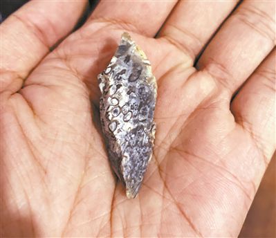 西樵山藏虫管化石?距今约五千万年