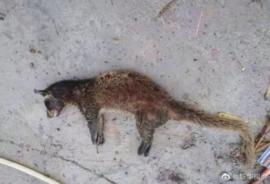 近日,贵州省毕节警方查处一起偷猎并食用野生动物果子狸的违法案例