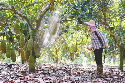 3月9日,海南农垦南金农场有限公司菠萝蜜种植基地,该公司职工正管