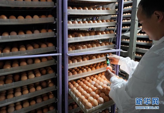 5月7日,昌黎县安山镇大田庄村一孵化场技术人员在雏禽孵化车间工作.