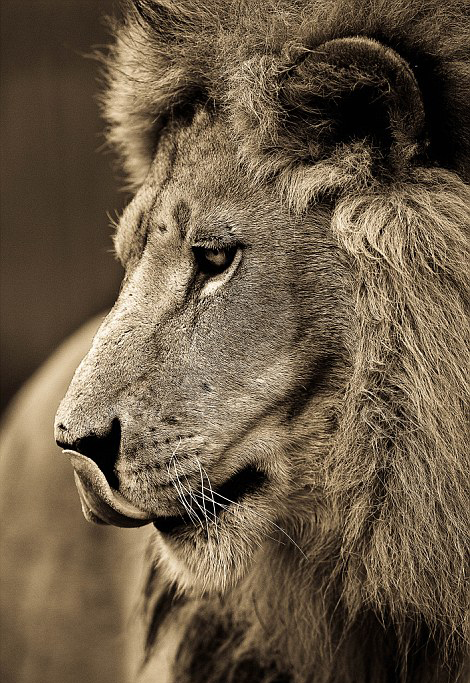 马其顿摄影师花十年专拍凶猛野兽