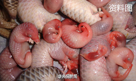 国家林业局:今后"吃野味"将被法律追责