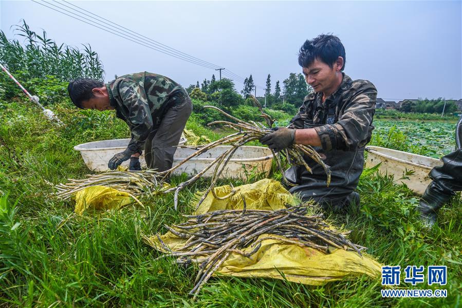 6月27日,湖州市东林镇东升村的莲藕种植户把采收上来的藕带打包