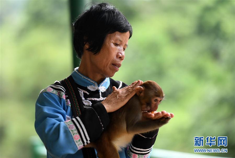 "猴妈"潘惠芬在查看一只猴子的生长状况(9月27日摄).