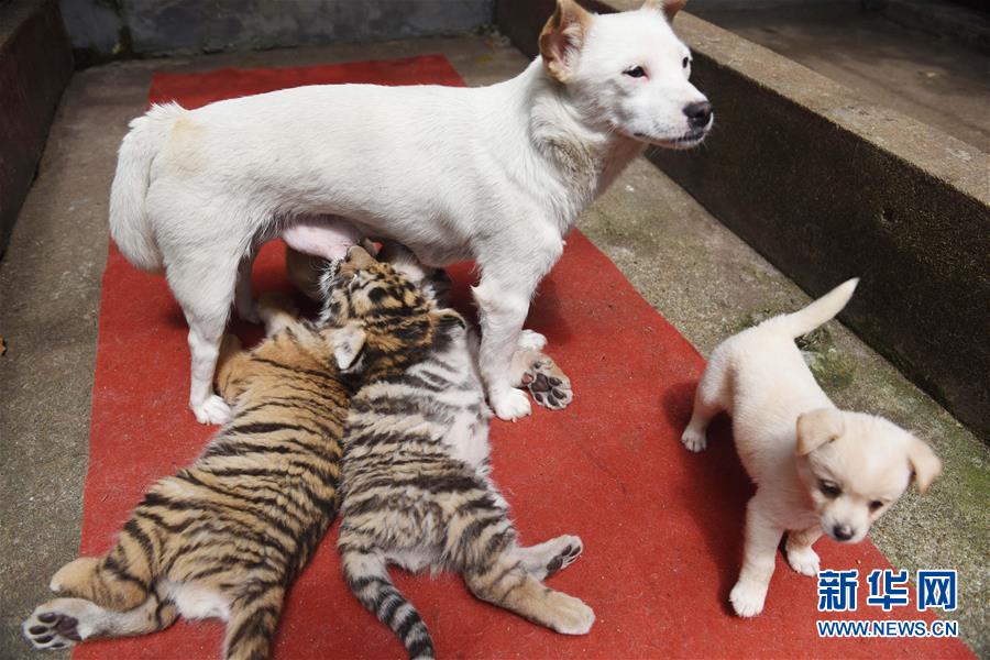 2017年4月27日,在安徽省铜陵市天井湖公园动物园,狗妈妈在喂养小虎崽.