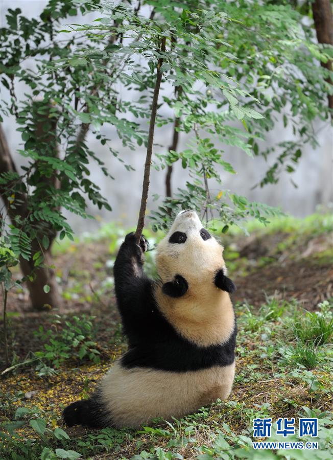 9月7日,在陕西省珍稀野生动物抢救饲养研究中心,大熊猫"善仔"在活动